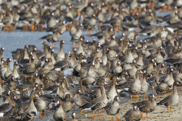 Greater White-fronted Goose (Anser albifrons) huge flock resting in water, North Rhine-Westphalia, Germany