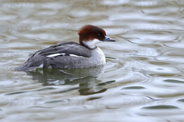 Smew (Mergellus albellus) female, Mecklenburg-Western Pomerania, Germany
