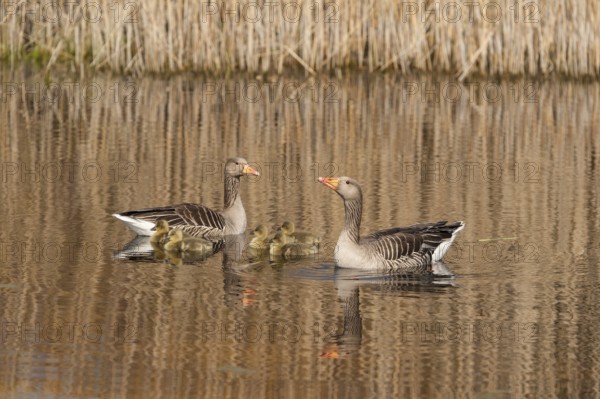 Greylag Goose (Anser anser) pair with chicks, Schleswig-Holstein, Germany