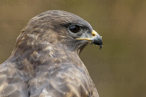 Common Buzzard (Buteo buteo), portrait, Castile and Leon, Spain