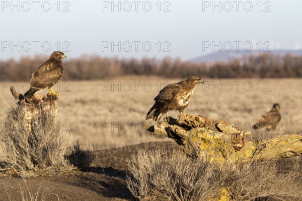 Common Buzzard (Buteo buteo) group perched on field, Castile-La Mancha, Spain