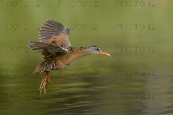 Virginia Rail (Rallus limicola) flying, British Columbia, Canada