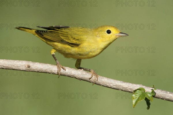 American Yellow Warbler (Setophaga aestiva) female, Texas, USA