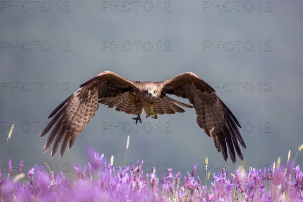 Black Kite (Milvus migrans) flying, Madrid, Spain