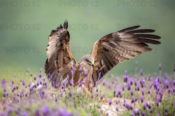 Black Kite (Milvus migrans), Madrid, Spain
