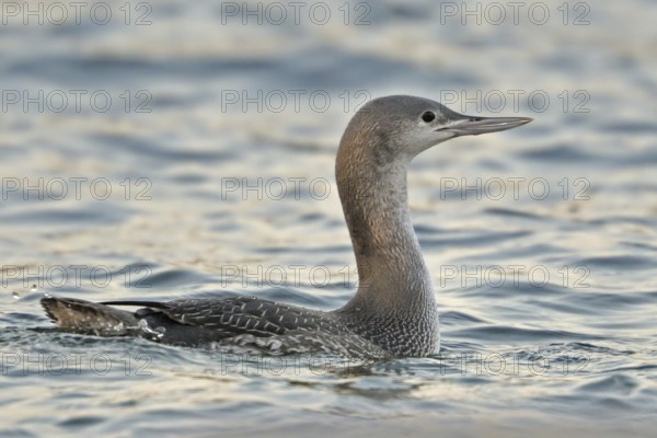 Red-throated Loon (Gavia stellata), North Rhine-Westphalia, Germany