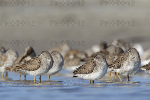 Short-billed Dowitcher (Limnodromus griseus) group roosting, Florida, USA