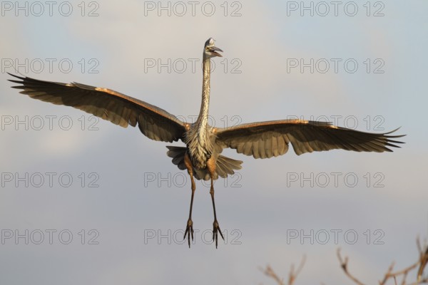 Great Blue Heron (Ardea herodias) flying, Florida, USA