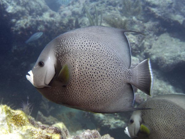Gray angelfish (Pomacanthus arcuatus) swimming along the coral reef in the clear water. Dive site John Pennekamp Coral Reef State Park, Key Largo, Florida Keys, Florida, USA