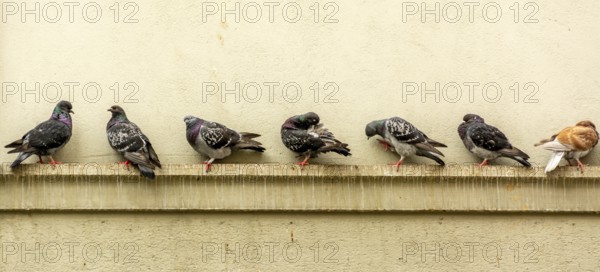 Several pigeons perch along a ledge on a stone facade in Lausanne. They take a break, preening their feathers in the warm sunlight, creating a tranquil urban atmosphere. Switzerland