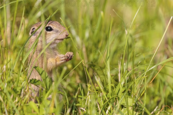 A young European ground squirrel (Spermophilus citellus) or European souslik stands in a meadow with tall green vegetation on a sunny day and eats from it