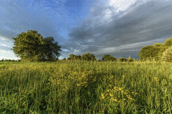 A lush field of bright yellow wildflowers stretches across the landscape. Tall grasses sway gently in the breeze beneath an evening sky filled with contrasting clouds and soft sunlight. Bas rhin, Alsace, Grand Est, France