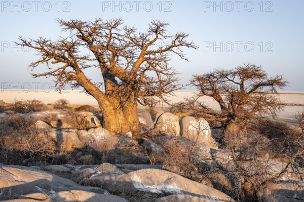 Sunset, African baobab or baobab tree (Adansonia digitata), Dry landscape, Kubu Island (Lekubu), Sowa Pan, Makgadikgadi salt pans, Botswana