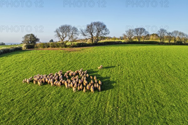 Flock of Sheep on Farms from a drone, Torquay, Devon, England, United Kingdom