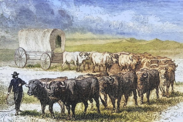 Ox-carts crossing the Great Plains, c. 1830, America, digital reproduction from American Pictures, drawn in pen and pencil, coloured, by Samuel Manning, published c. 1880, Historical