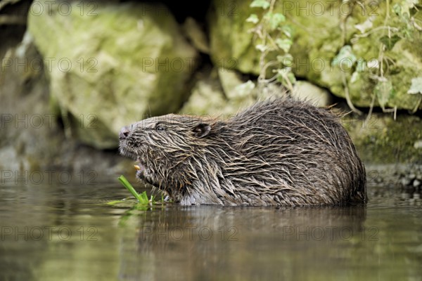 Eurasian beaver, European beaver (Castor fibre), eating grass in the water, Canton Zug, Switzerland