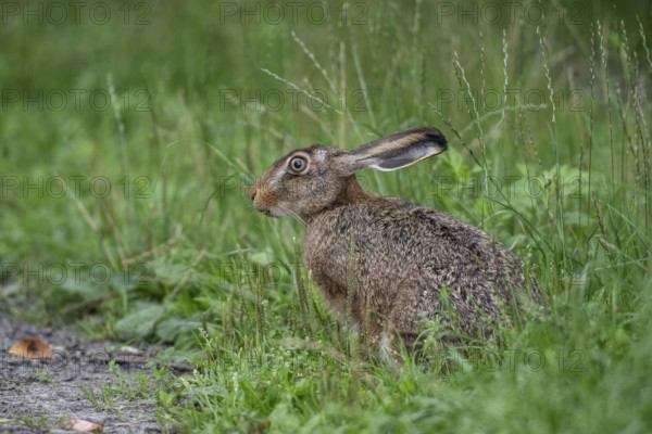 European hare (Lepus europaeus), Emsland, Lower Saxony, Germany