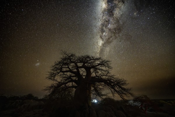 Silhouette of a baobab tree with starry sky and Milky Way, African baobab (Adansonia digitata), night shot, Kubu Island (Lekubu), Sowa Pan, Makgadikgadi Salt Pans, Botswana