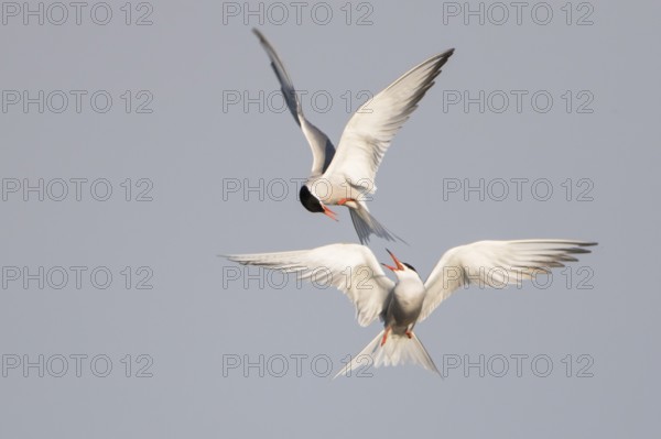 Flußseeschwalbenpärchen adult bei Paarflügen