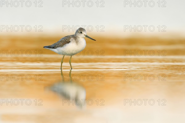 Common Greenshank (Tringa nebularia), Victoria, Australia
