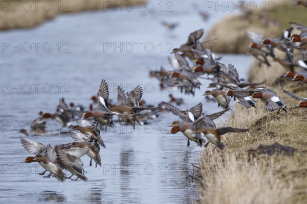 Eurasian Wigeon (Mareca penelope), Netherlands