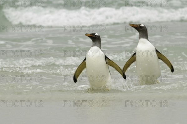 Gentoo Penguin (Pygoscelis papua), Falkland Islands
