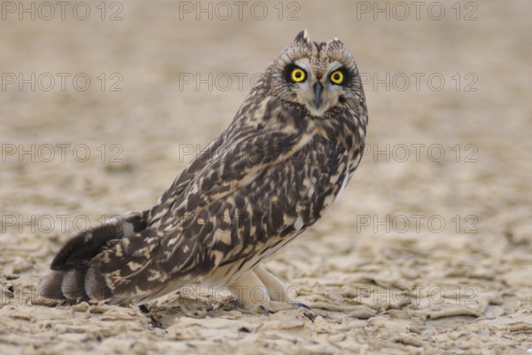 Short-eared Owl (Asio flammeus), India