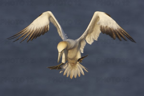 Northern Gannet (Morus bassanus) flying, Schleswig-Holstein, Germany