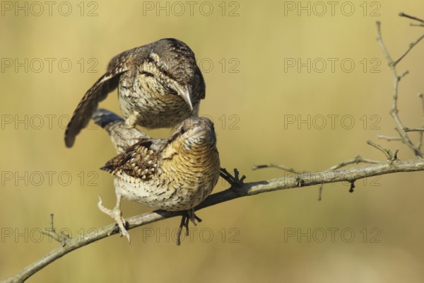 Eurasian Wryneck (Jynx torquilla) pair mating, Baden-Wuerttemberg, Germany