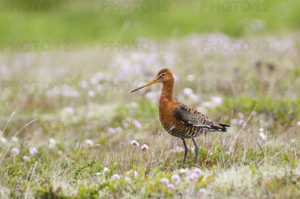 Black-tailed Godwit (Limosa limosa), Iceland