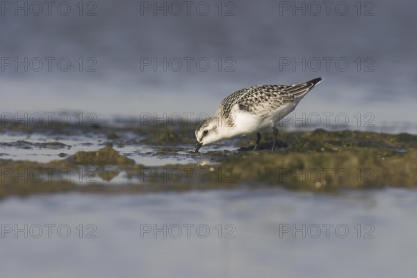 Sanderling (Calidris alba), Ontario, Canada