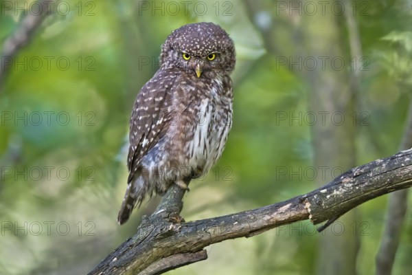 Eurasian Pygmy Owl (Glaucidium passerinum) female perched on a branch, Bavaria, Germany
