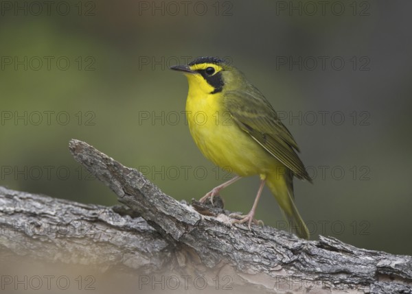 Kentucky Warbler (Geothlypis formosa), Ohio, USA