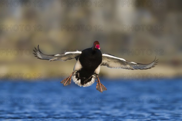 Red-crested Pochard (Netta rufina) male flying, Bavaria, Germany