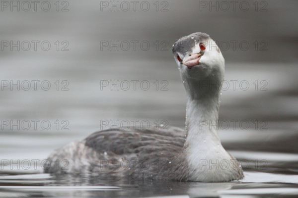 Great Crested Grebe (Podiceps cristatus), North Rhine-Westphalia, Germany
