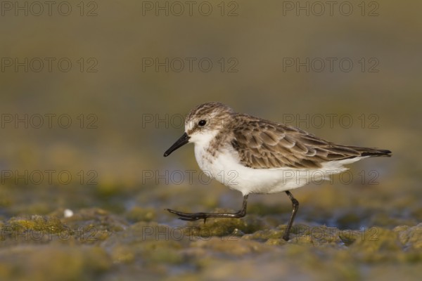 Little Stint (Calidris minuta), Oman