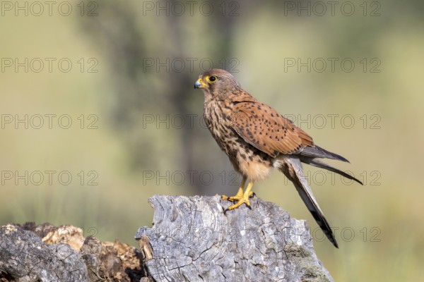 Common Kestrel (Falco tinnunculus) male, Castile-La Mancha, Spain