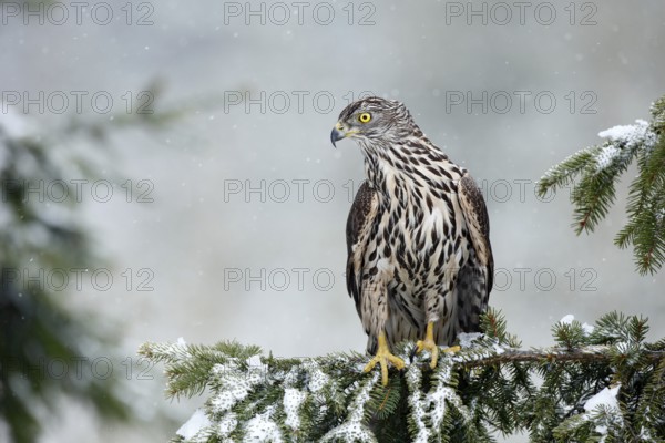 Bird of prey Northern Goshawk sitting oh the spruce branch with snow flake during winter