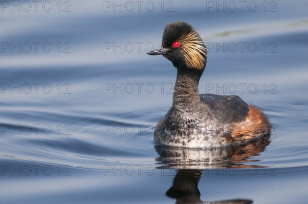 Black-necked Grebe (Podiceps nigricollis), Lower Saxony, Germany