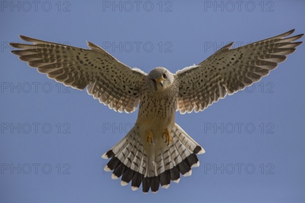 Common Kestrel (Falco tinnunculus) flying, Wales, United Kingdom