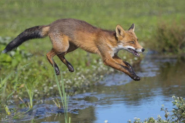 Red Fox (Vulpes vulpes) jumping and hunting in pond, Netherlands