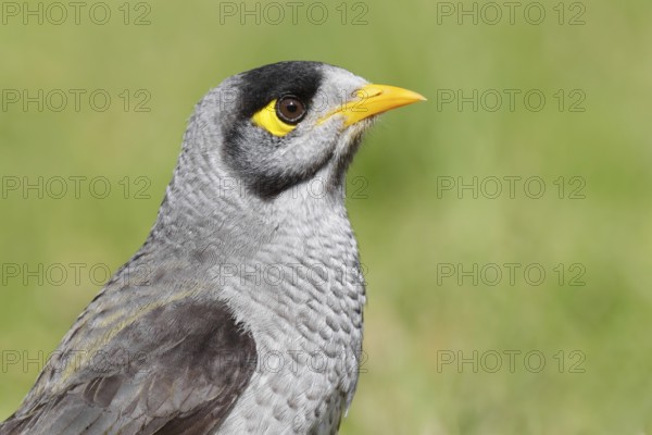 Noisy Miner (Manorina melanocephala), Victoria, Australia