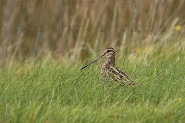 Common Snipe (Gallinago gallinago) foraging in marsh, North Rhine-Westphalia, Germany