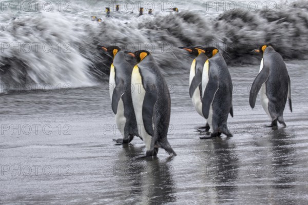 King Penguin (Aptenodytes patagonicus) group going to sea, South Georgia