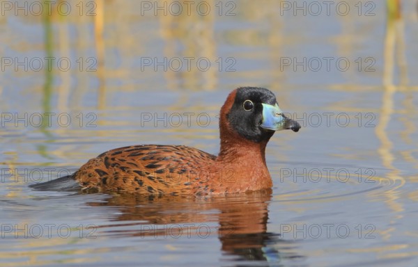 Masked Duck (Nomonyx dominicus) male, Florida, USA