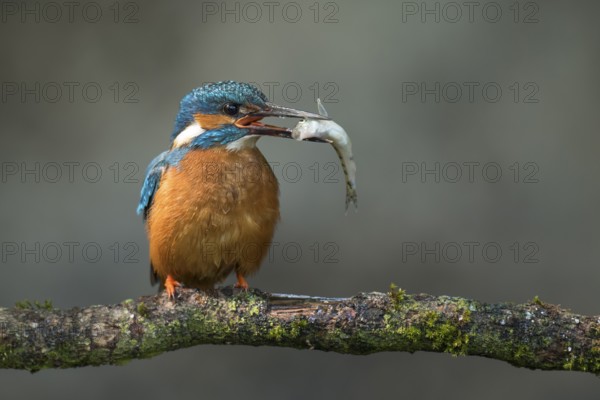 Common Kingfisher (Alcedo atthis) male perched on a branch with a fish in its beak, Lower Saxony, Germany