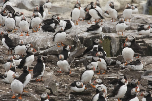Atlantic Puffin (Fratercula arctica), Farne Islands, United Kingdom