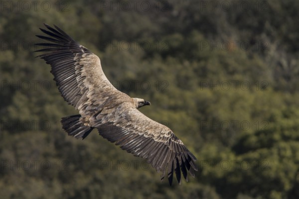 Buitre leonado / Griffon Vulture (Gyps fulvus)