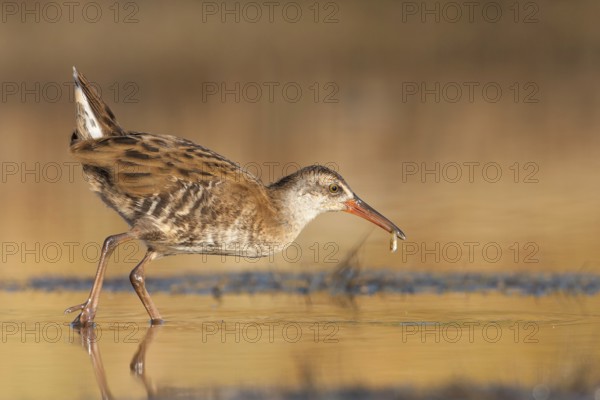 Water Rail (Rallus aquaticus), Greece