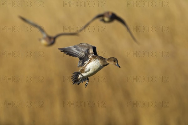 Eurasian Wigeon (Mareca penelope) female flying, Noordholland, Netherlands